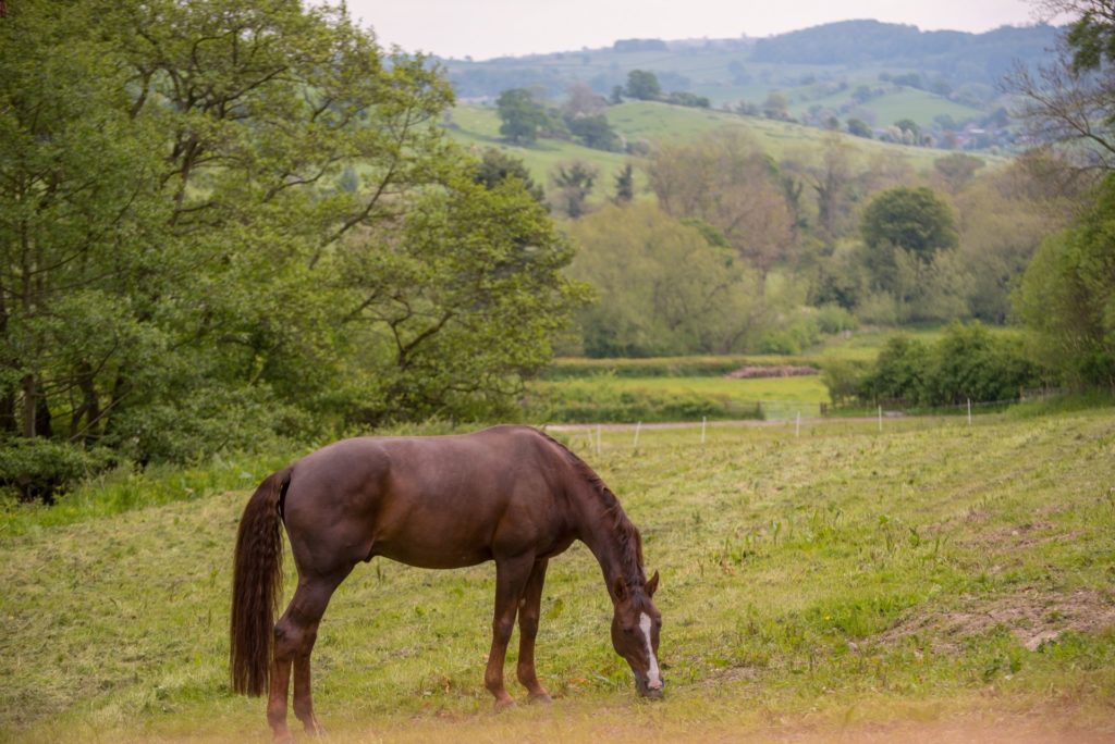 view from Kite's Nest Romantic Lodge