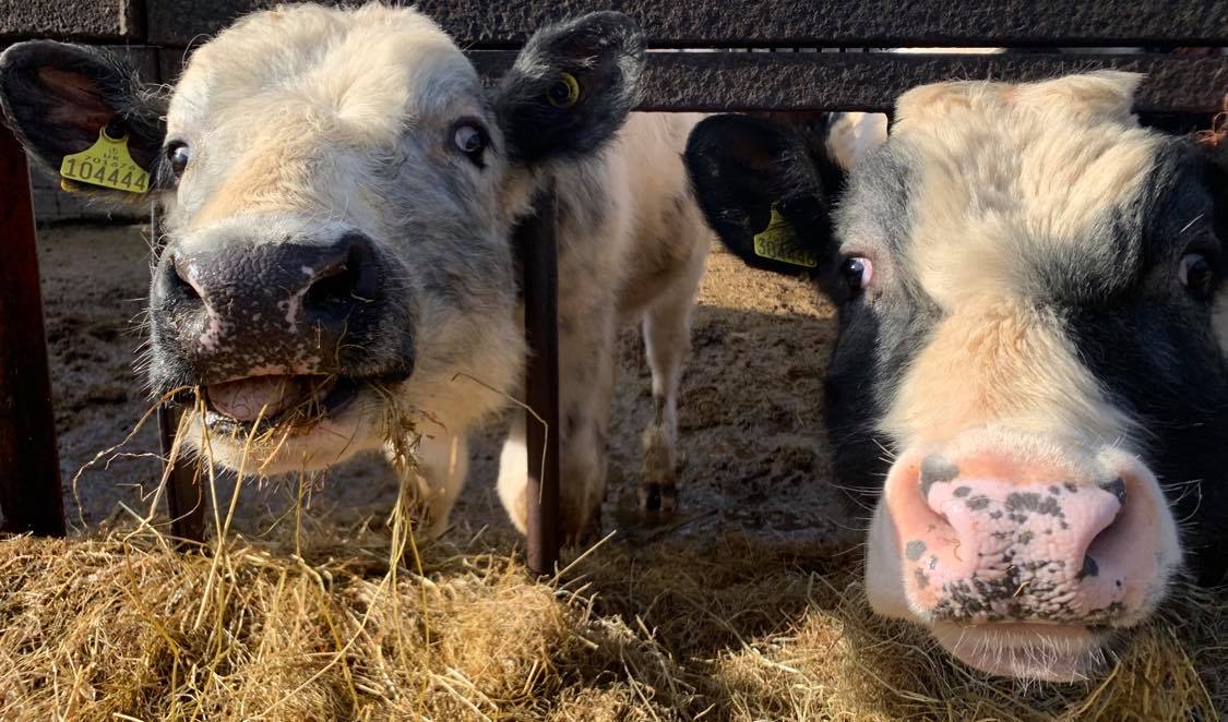 Inquisitive cows
