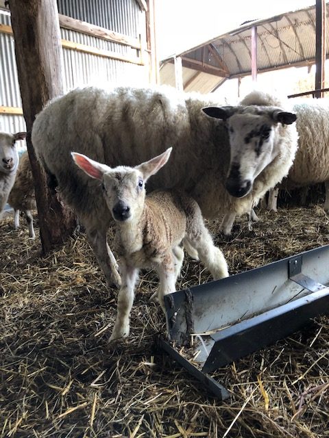 Lambing season
