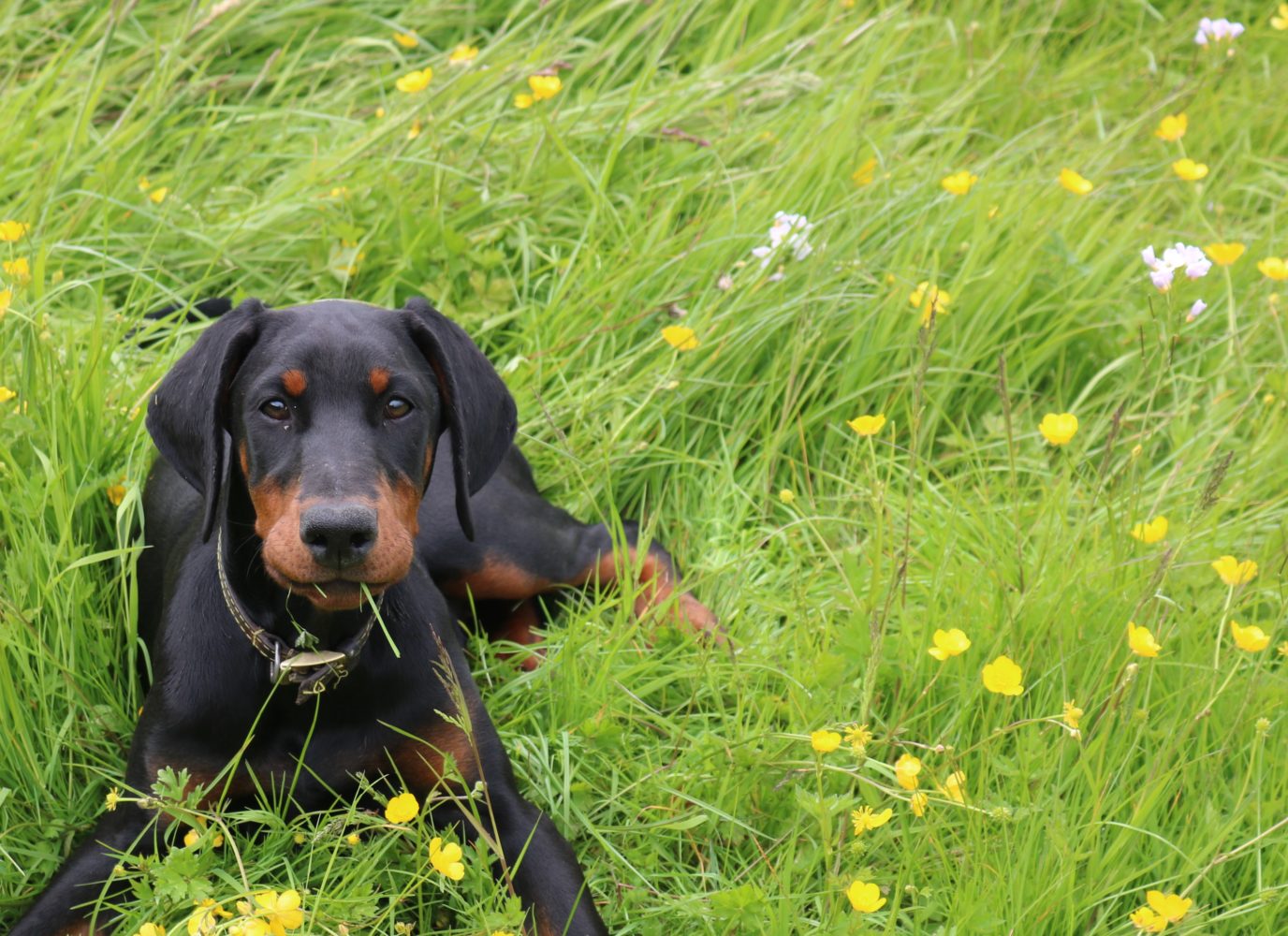 Scarlet, an especially friendly resident of Bechan Retreats Holiday properties