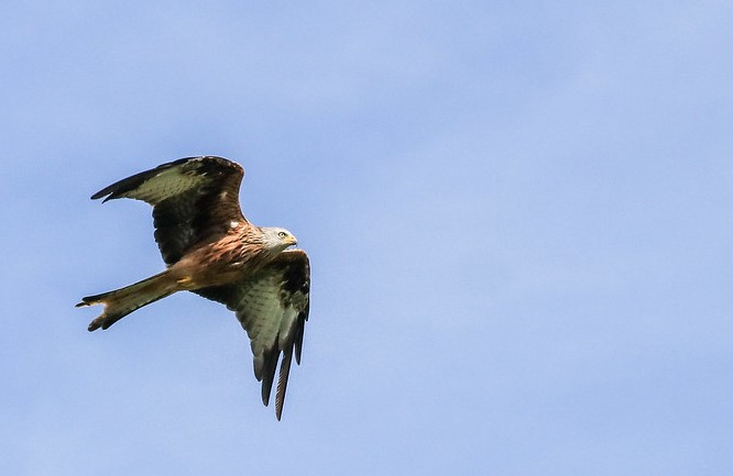 Beautiful Red Kite flying overhead